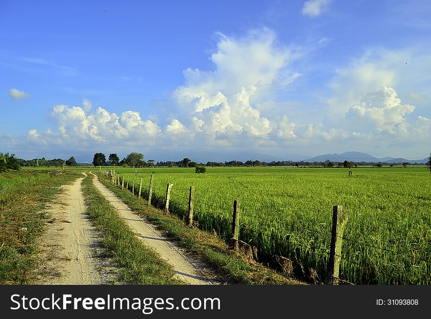 Beautiful scene of the sky and paddy field, what a great combination