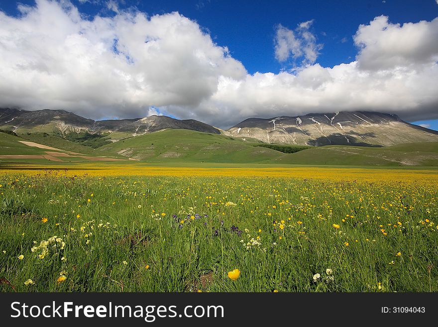 Carpet Of Yellow Flowers