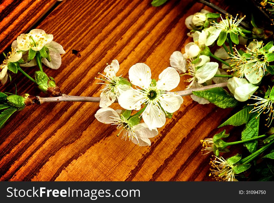 Cherry-Blossom on Wooden background