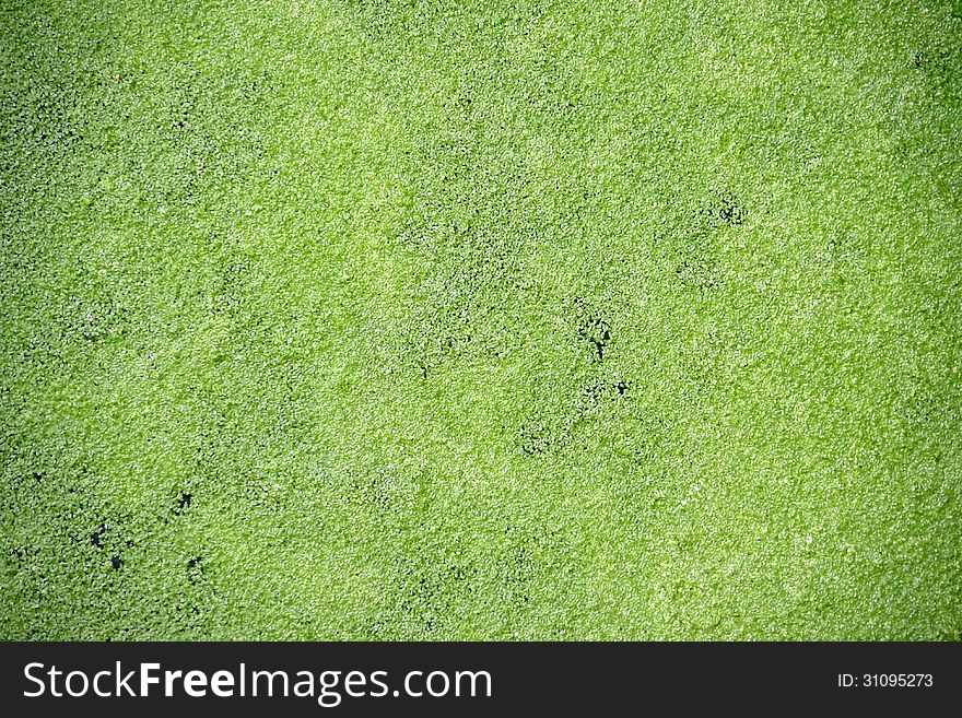 Texture of beautiful green duckweed on Swamp