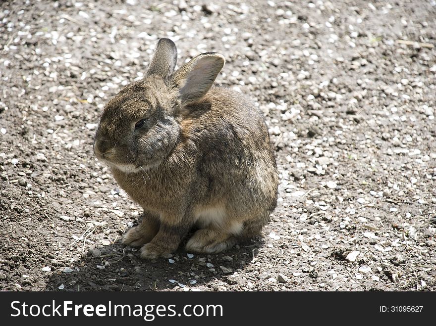 Sitting cute little brown rabbit