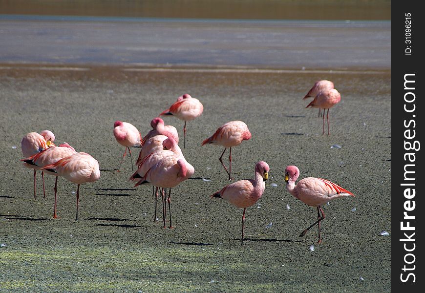 Typical bird of Altiplano area. Typical bird of Altiplano area.