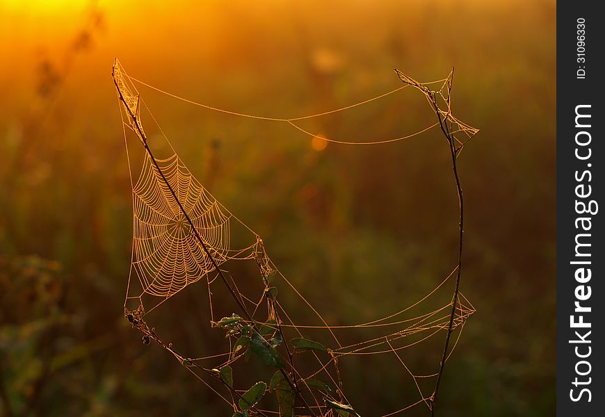 Spider Web