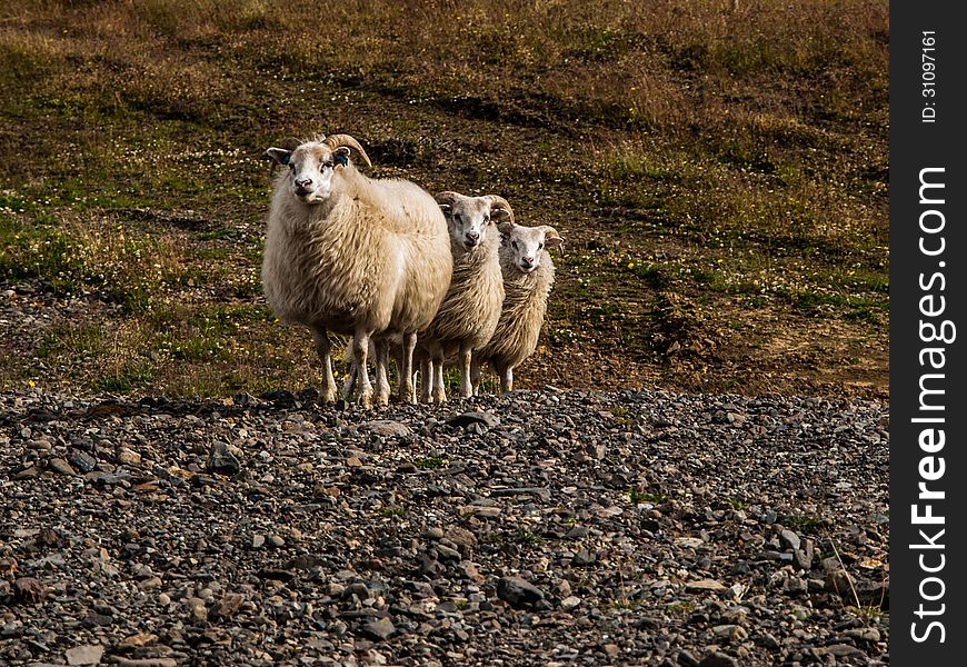 Three cute sheeps in Iceland. Three cute sheeps in Iceland