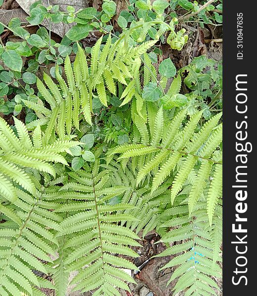 Background Green Leafs Plants In Kolkata