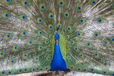 Peafowl Stock Photography