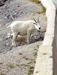 Mountain Goats Stock Photography