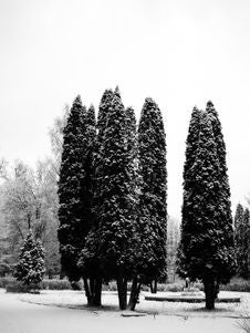 Pines Under Snow Stock Photo Pines Under Snow Stock Photo