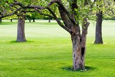 Three Trees Royalty Free Stock Images Three Trees Royalty Free Stock Images
