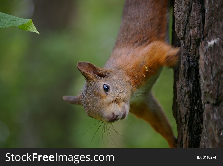 Fiber on a tree, Fauna