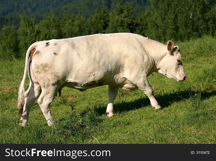 Lonely cow on meadow