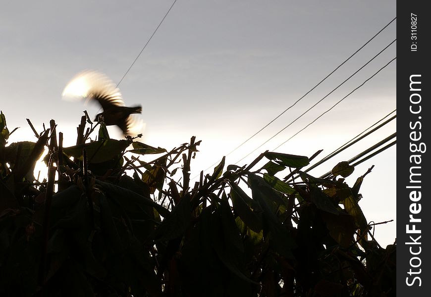 This a really nice action silhouette of a bird's wings fluttering over a bush in the early morning. This a really nice action silhouette of a bird's wings fluttering over a bush in the early morning.