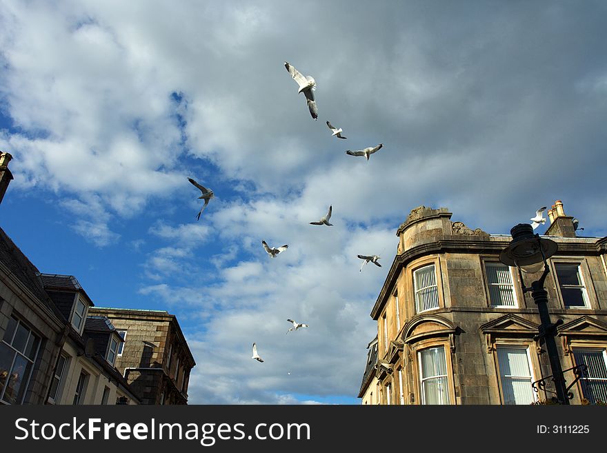 Flight of seagulls over the city named Fort Williams in Scotland. Flight of seagulls over the city named Fort Williams in Scotland.