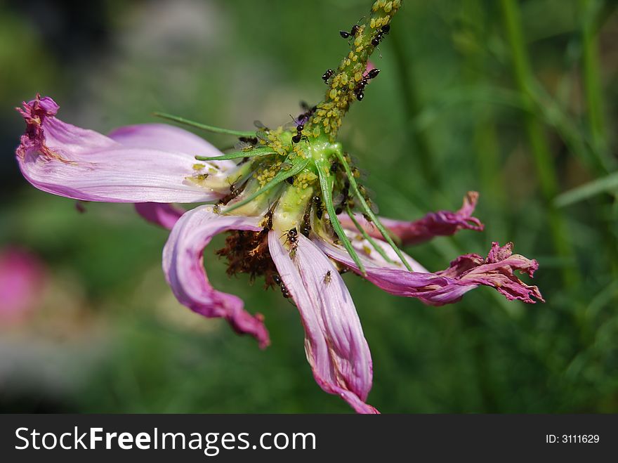 Ants On Wilting Purple Flower