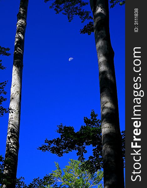 Moon on blue sky and two beeches. Moon on blue sky and two beeches