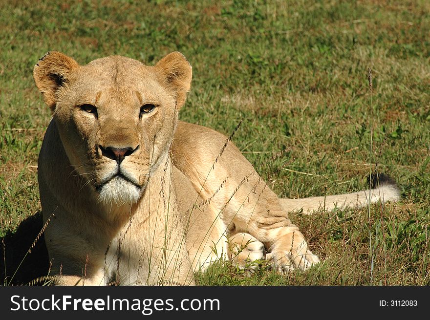 A female African lioness basks in the afternoon sun.