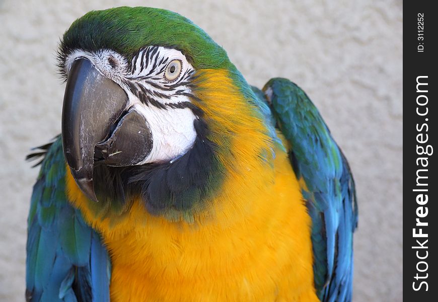 Paco A Military Macaw