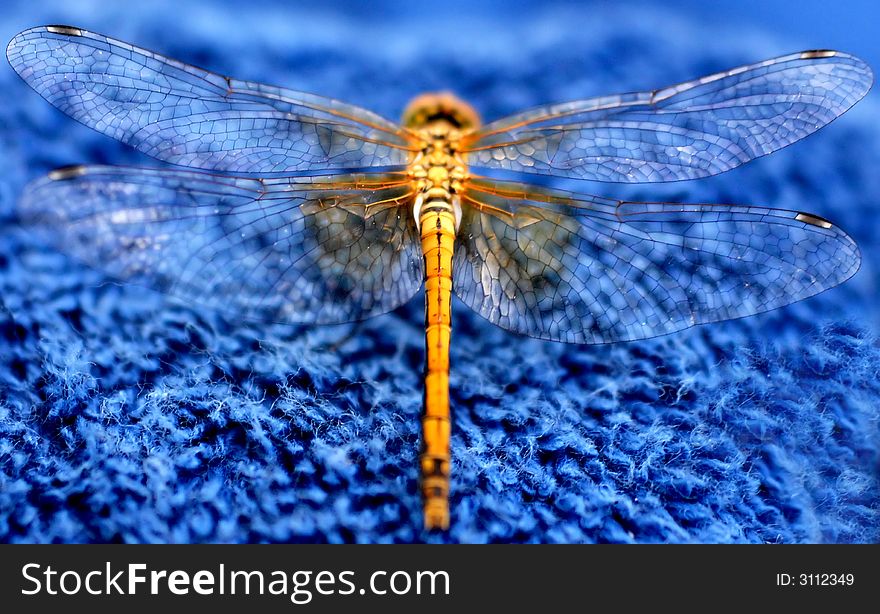 Macro shot of a dragonfly on a blue background. Macro shot of a dragonfly on a blue background