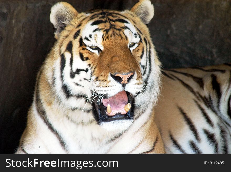 Portrait of a siberian tiger