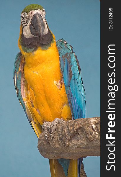 Blue And Yellow Macaw 1