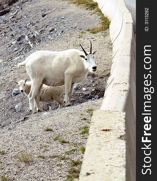 Mother and baby mountain goats near Jasper, Canada