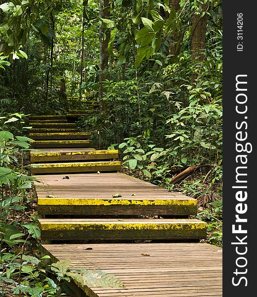 A boardwalk on a slope through the forest in a nature reserves park. A boardwalk on a slope through the forest in a nature reserves park.