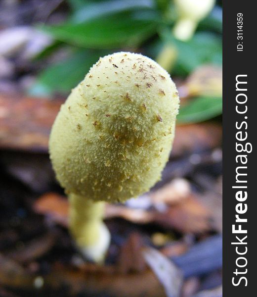 Detail of a mushroom cap.