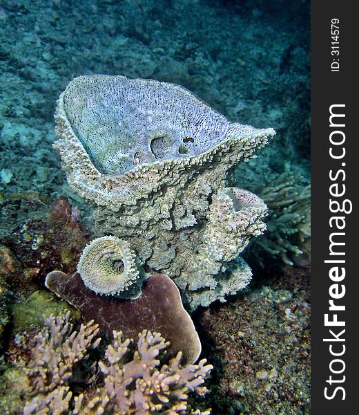 Sponges are an ancient and highly successful group of animals. They have been living in the waters of the world for more than 600 million years. Sponges are an ancient and highly successful group of animals. They have been living in the waters of the world for more than 600 million years.