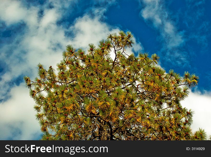 Fir tree with pinecones in a partly cloudy sky. Fir tree with pinecones in a partly cloudy sky