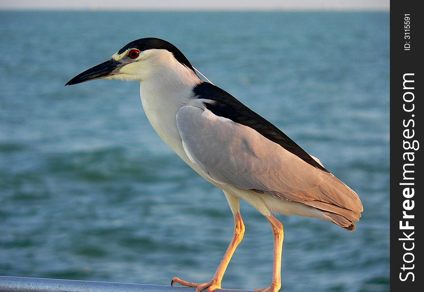 Night heron on railing with blue ocean in background