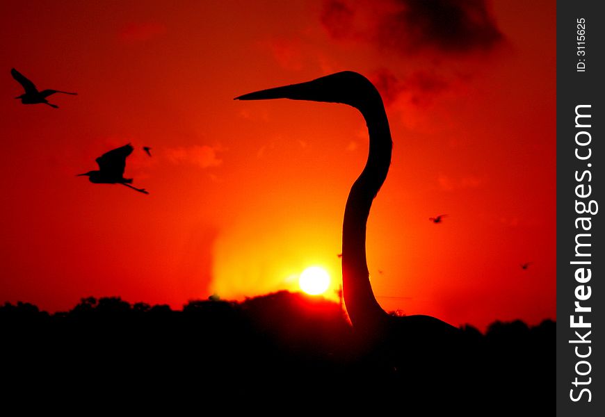 Silhouette of great heron at sunrise with birds in flight in the background. Silhouette of great heron at sunrise with birds in flight in the background
