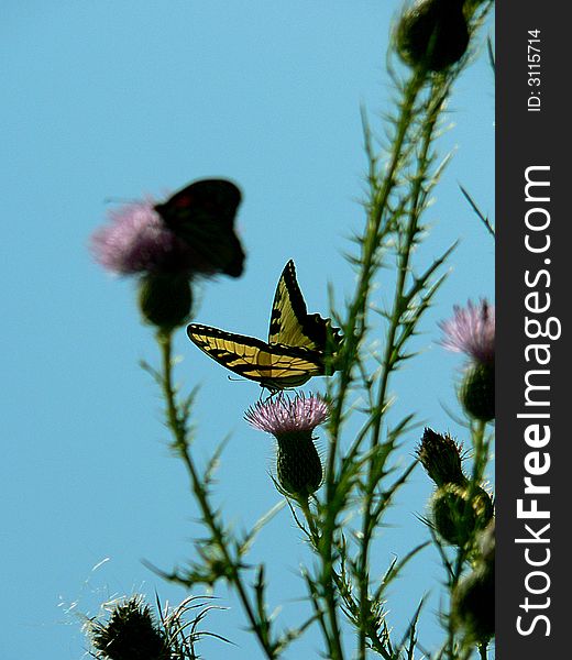 Eastern tiger swallowtail butterfly perched on thistle bloom. Eastern tiger swallowtail butterfly perched on thistle bloom