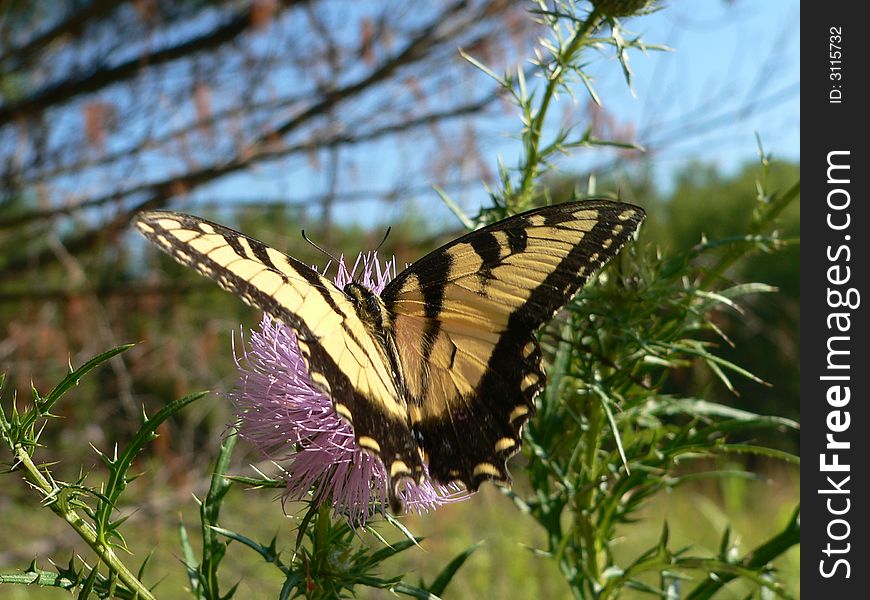 Eastern tiger swallowtail butterfly perched on thistle bloom. Eastern tiger swallowtail butterfly perched on thistle bloom