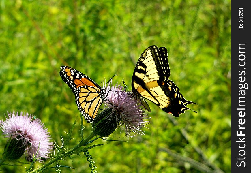 Eastern tiger swallowtail butterfly and monarch butterfly perched on thistle bloom. Eastern tiger swallowtail butterfly and monarch butterfly perched on thistle bloom