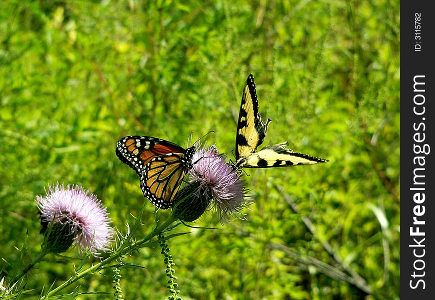 Tiger swallowtail and monarch