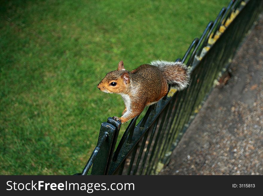 A squirrel on a fence in Kensington Gardens in London