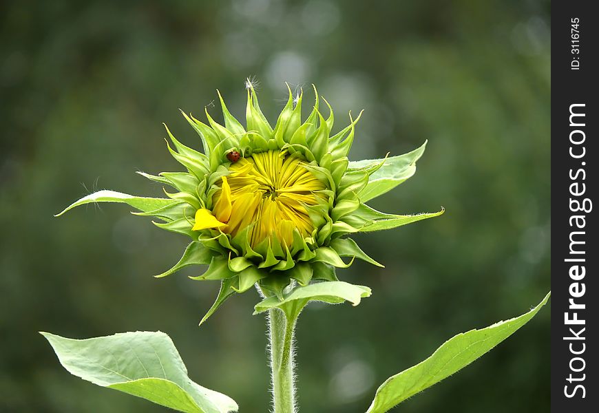 A green sunflower with a ladybug on it .