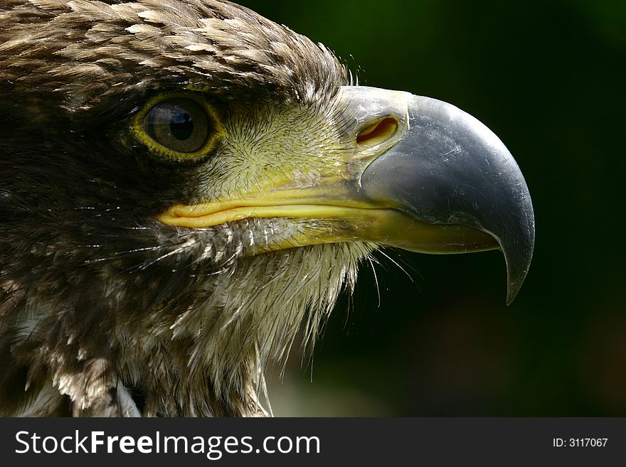 Close-up of a young bald eagle