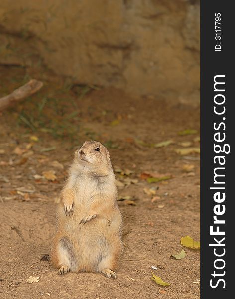 A chunky prairie dog sits back on his rear end. A chunky prairie dog sits back on his rear end.