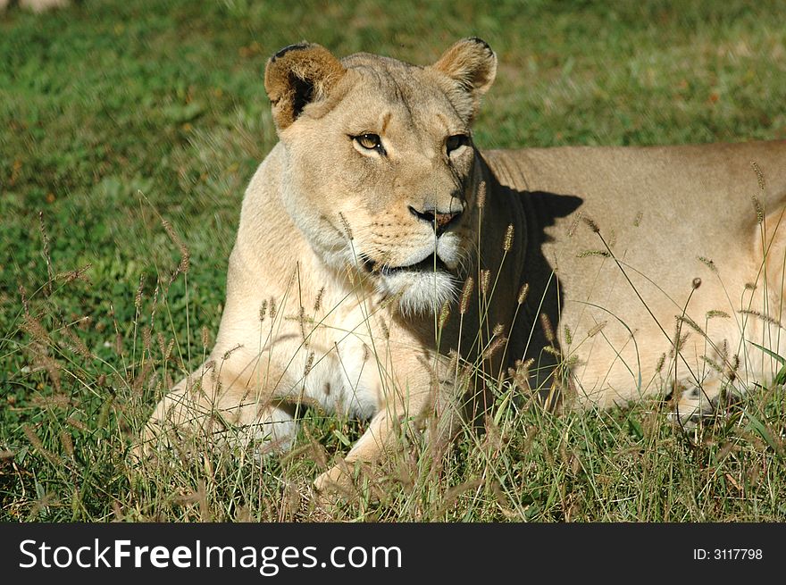 A female lion sits in the grass. A female lion sits in the grass.