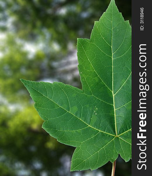 Focus on maple leaf with blur background. Focus on maple leaf with blur background