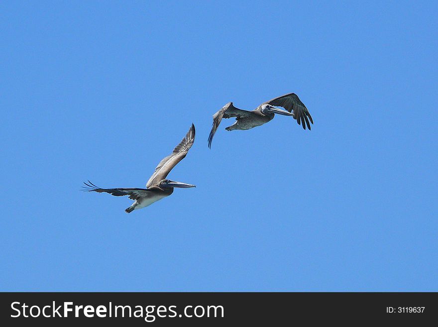 Two pelicans flying together on a blue sky background. Taken at Carmel River Beach California. Two pelicans flying together on a blue sky background. Taken at Carmel River Beach California