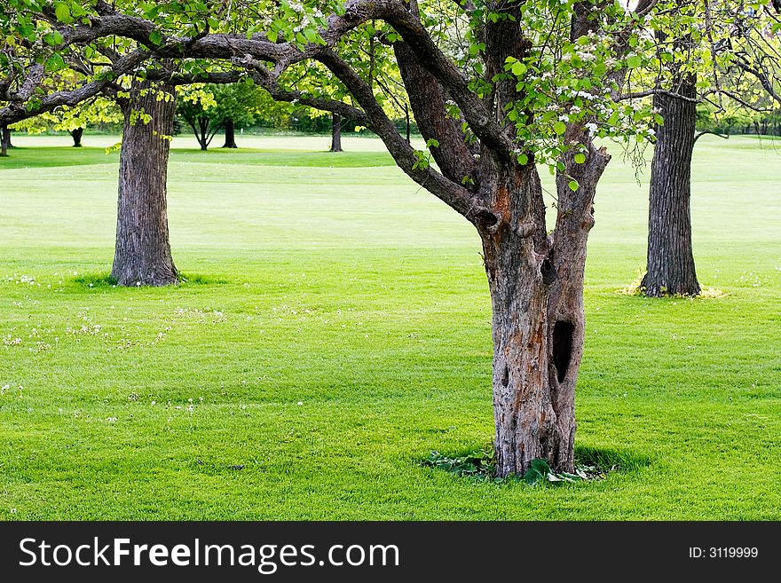 Three trees with white blooms on green manicured lawn