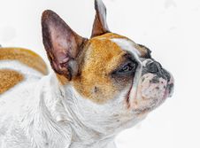 French Bulldog On Snow. Stock Images