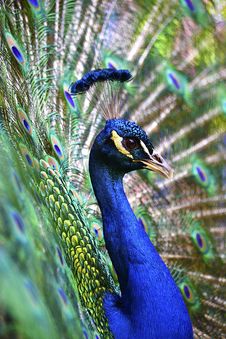 Peacock Stock Photo Peacock Stock Photo