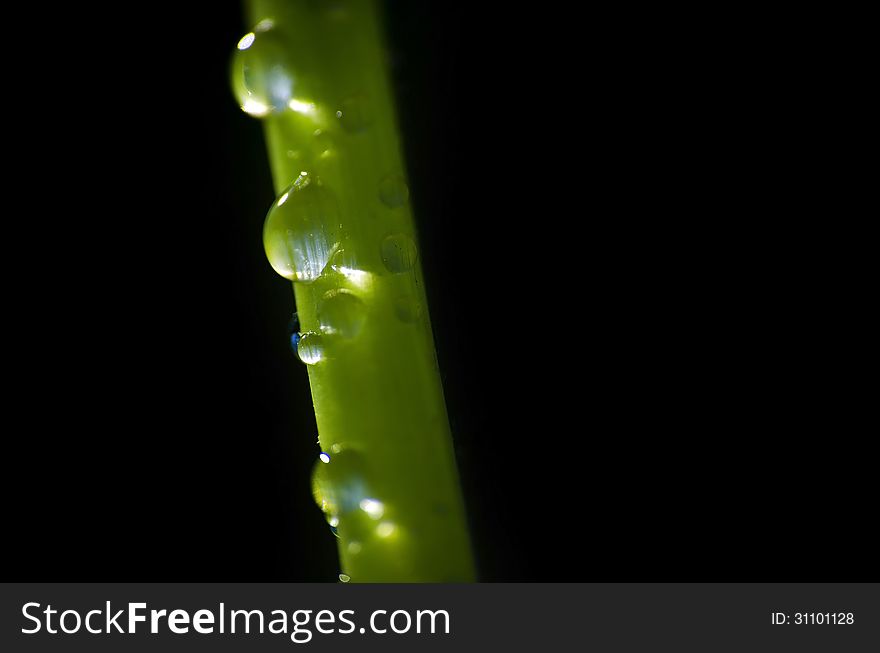 Zen background of water drops bathed by sun beams on a green stem