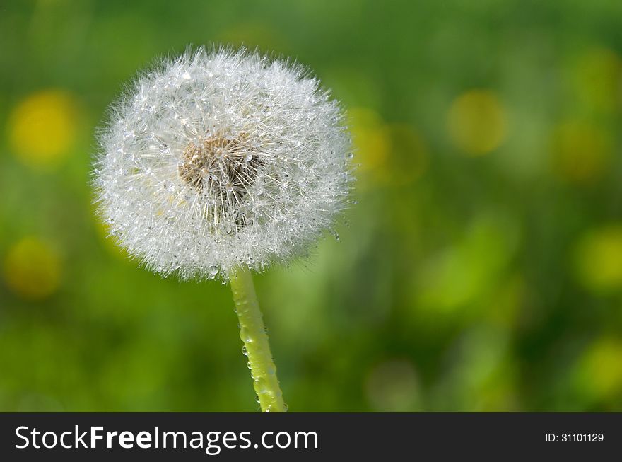Beautiful dandelion in a sunny day on a green background. Beautiful dandelion in a sunny day on a green background