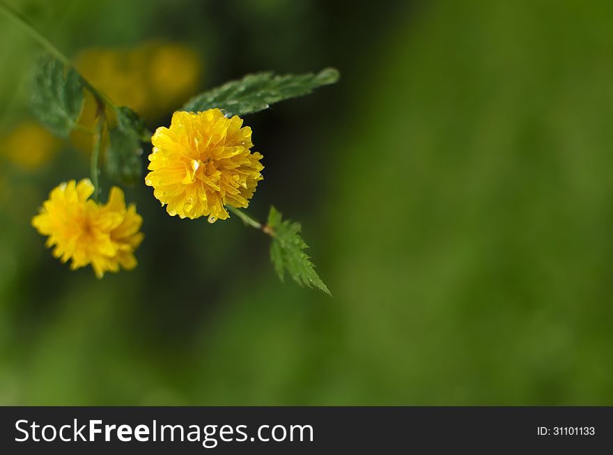 Close up of a yellow flower on a green field background