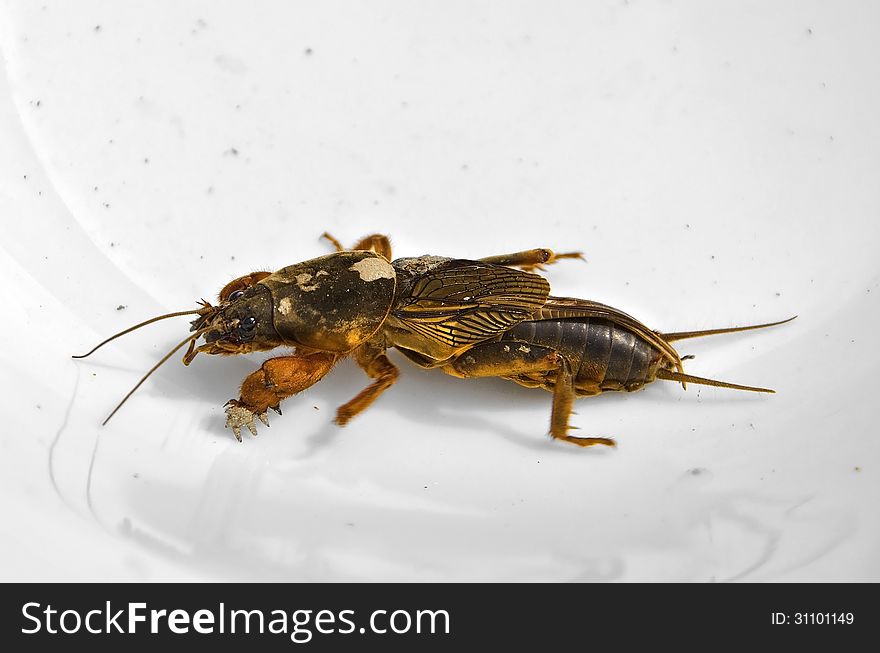 Mole cricket (gryllotalpa) on a light ceramic background. Mole cricket (gryllotalpa) on a light ceramic background