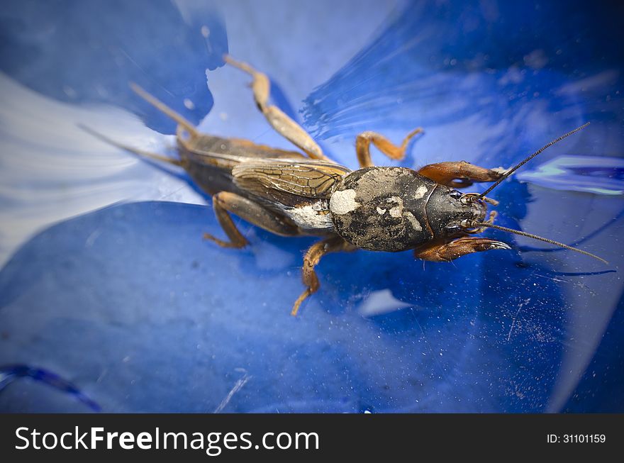 Mole cricket close up on a blue surface background